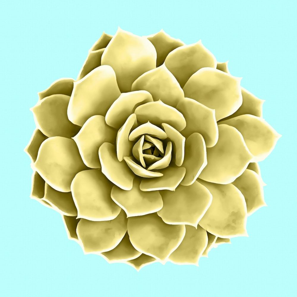 Yellow Succulent Plant on Teal