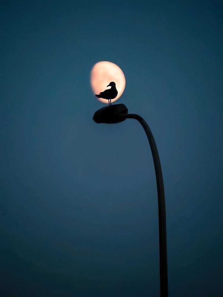 Silhouette Of A Bird On A Lamppost