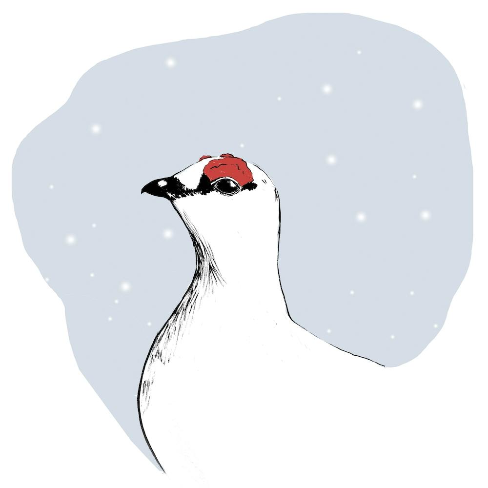 Ptarmigan In Winter Square