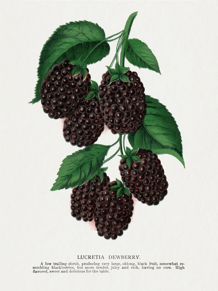 Dewberry Lithograph