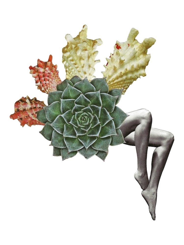 Succulimbs