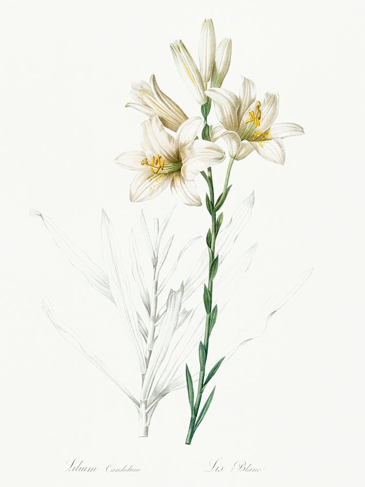 Madonna Lily, Pierre Joseph Redoute