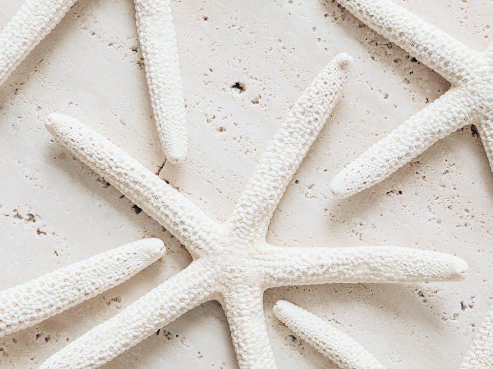 Dried Starfish