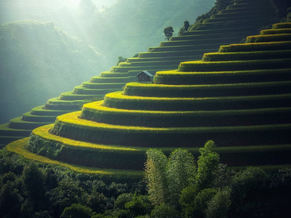 Rice Terraces In bali