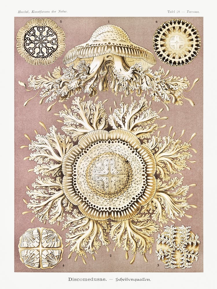 Discomedusae–Schweibenquallen, Ernst Haeckel