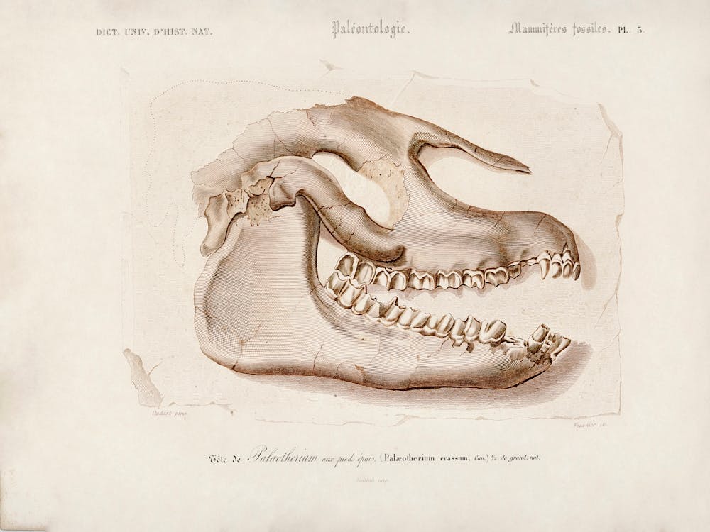 Odd Toed Ungulate, Charles Dessalines D'Orbigny