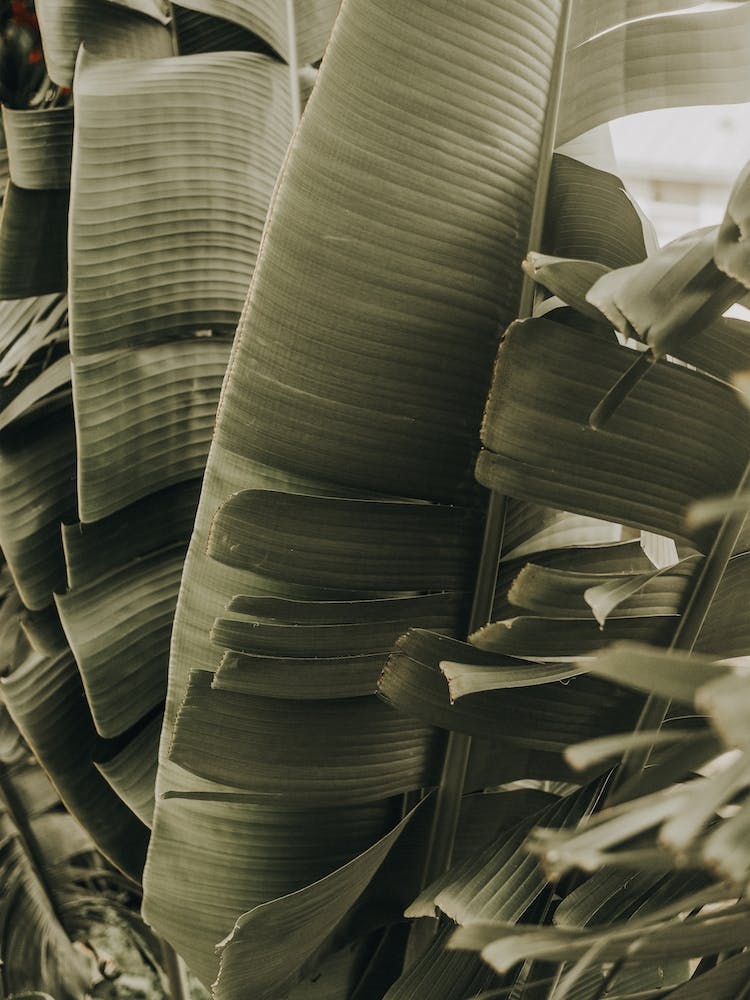 Palm Jungle