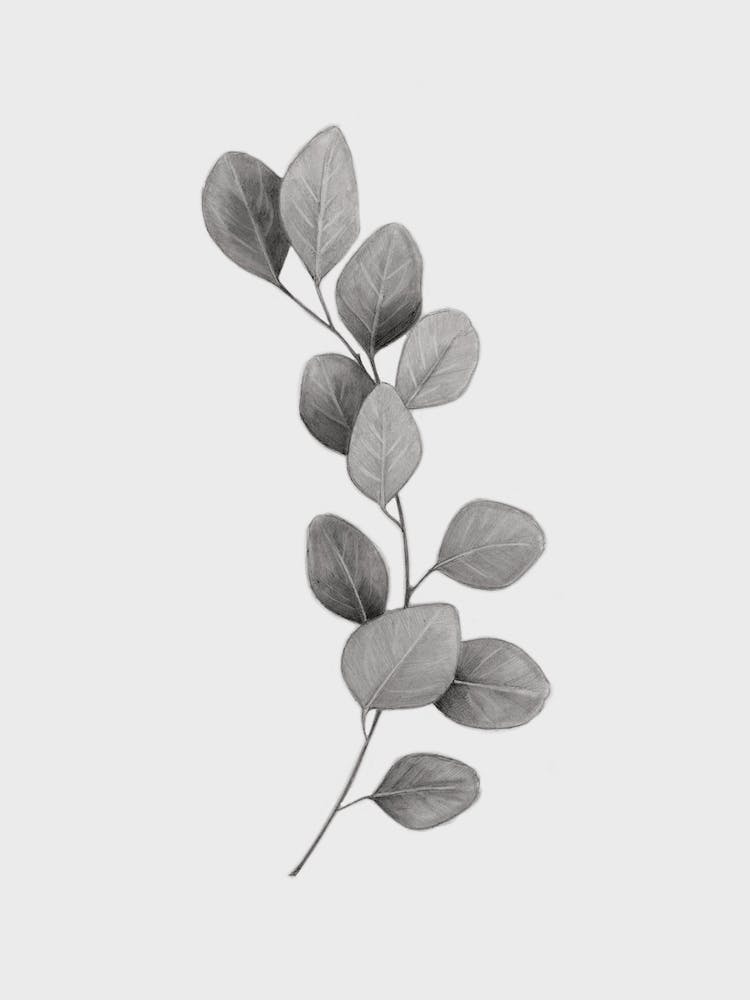 Eucolyptus Leaf Black And White