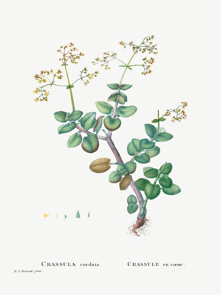 Crassula Cordata, Pierre Joseph Redoute