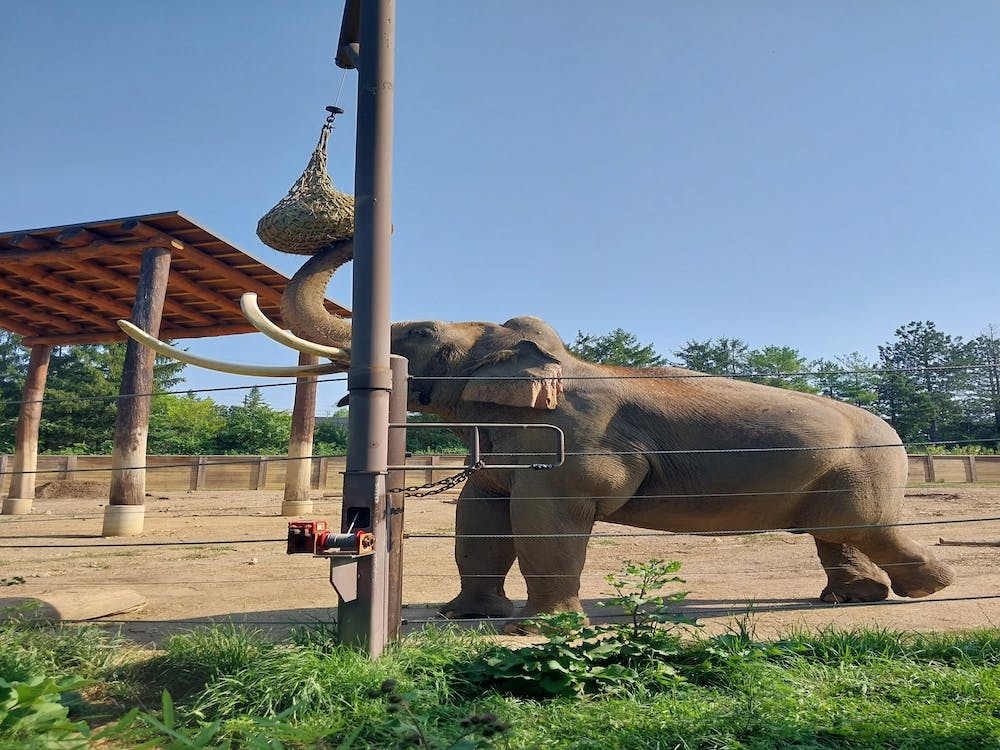 Exercising elephant