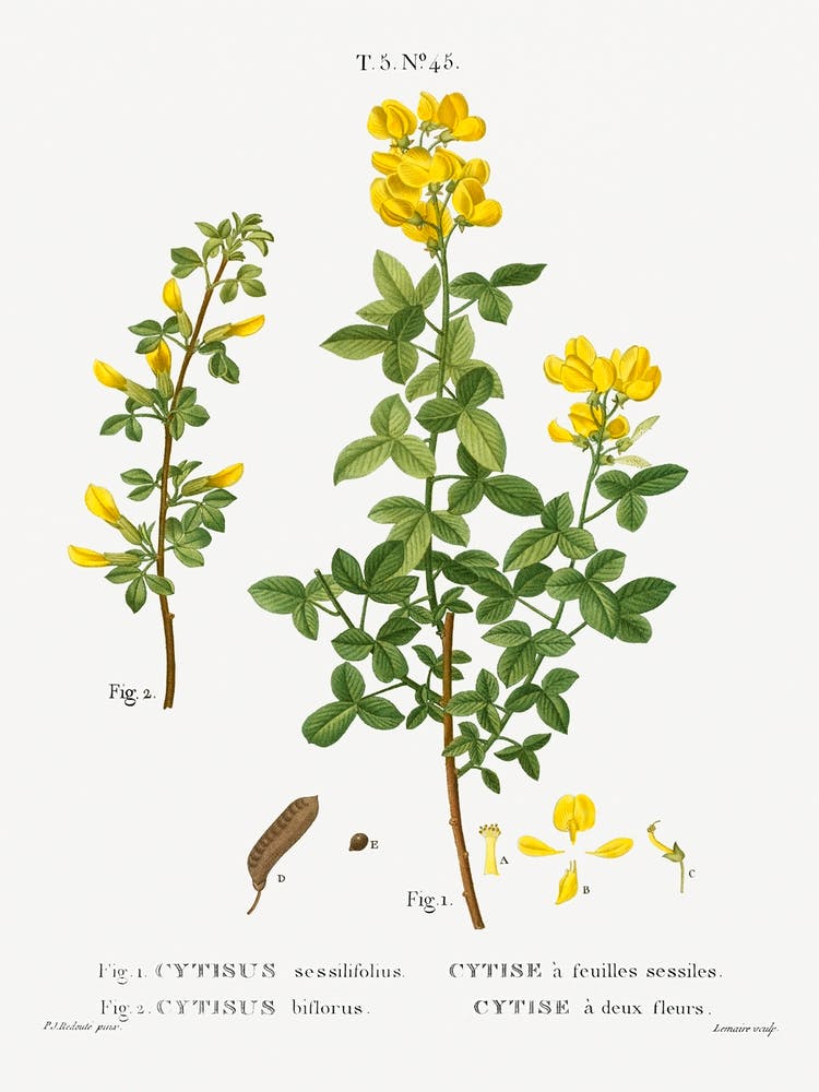 Common Cytisus, Pierre Joseph Redoute
