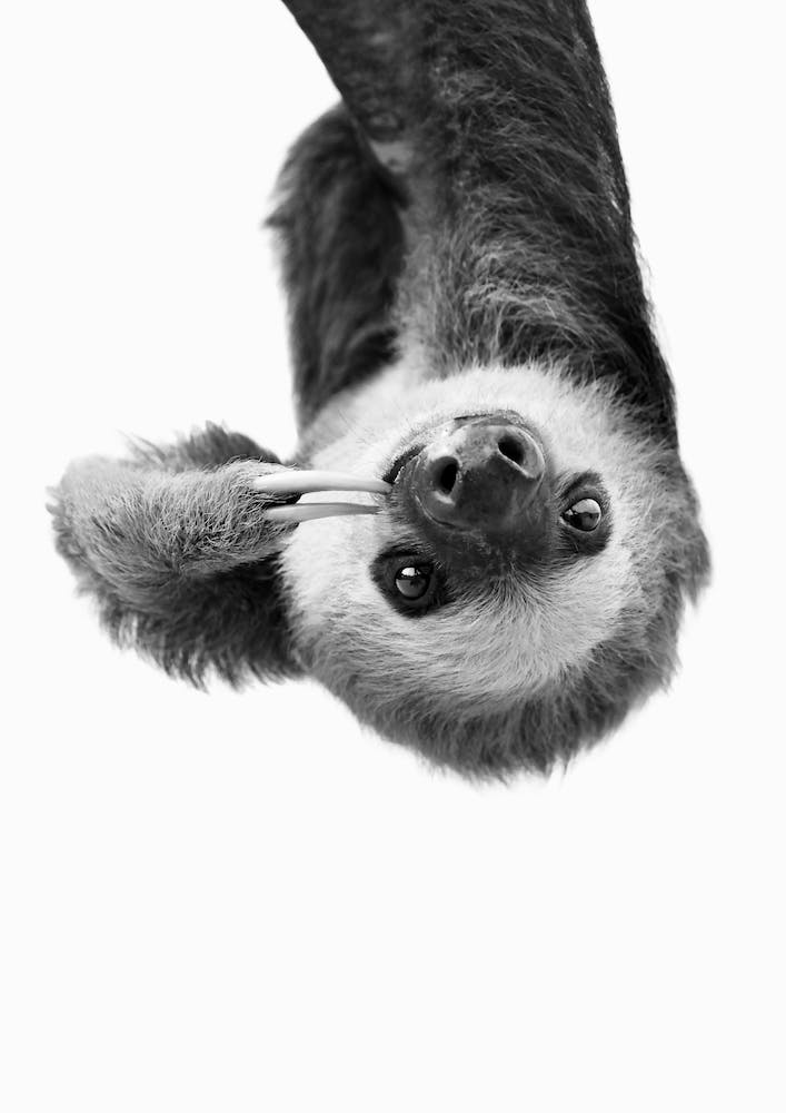 Sloth BW