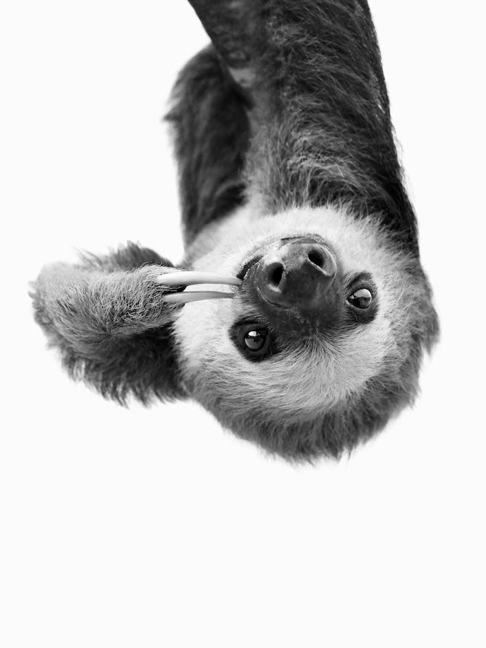 Sloth BW