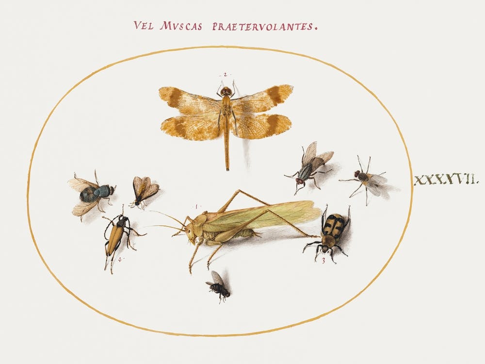Dragonfly, A Grasshopper, Houseflies, A Carrion Beetle, A Flower Longhorn Beetle, And Other Insects (1575–1580), Joris Hoefnagel