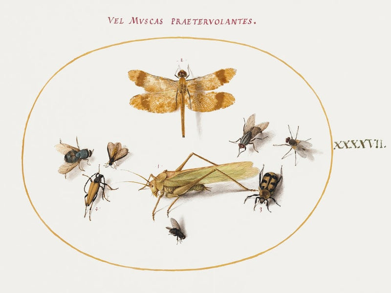 Dragonfly, A Grasshopper, Houseflies, A Carrion Beetle, A Flower Longhorn Beetle, And Other Insects (1575–1580), Joris Hoefnagel