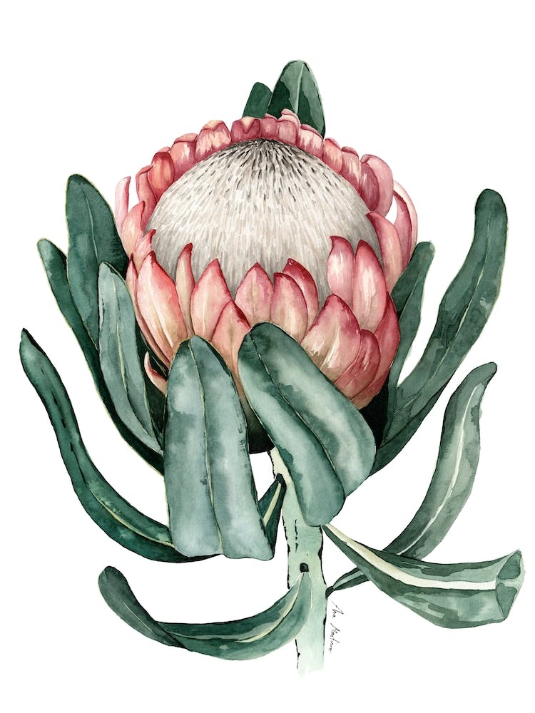 Prothea Flower