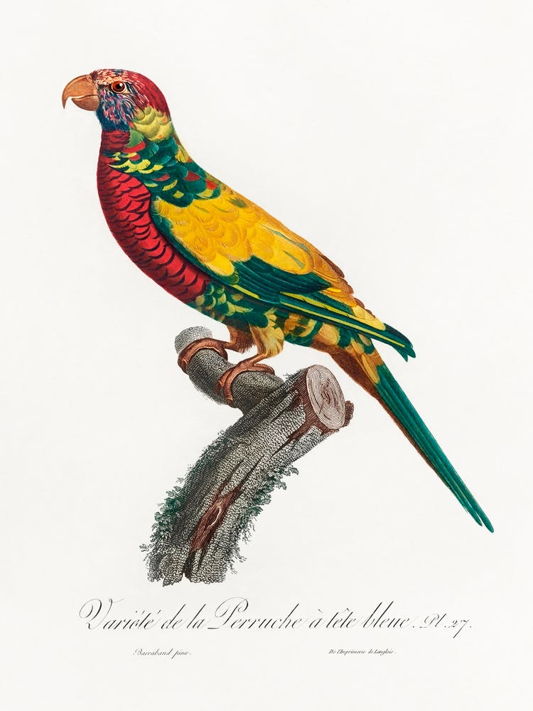 The Rainbow Lorikeet, From Natural History Of Parrots, Francois Levaillant