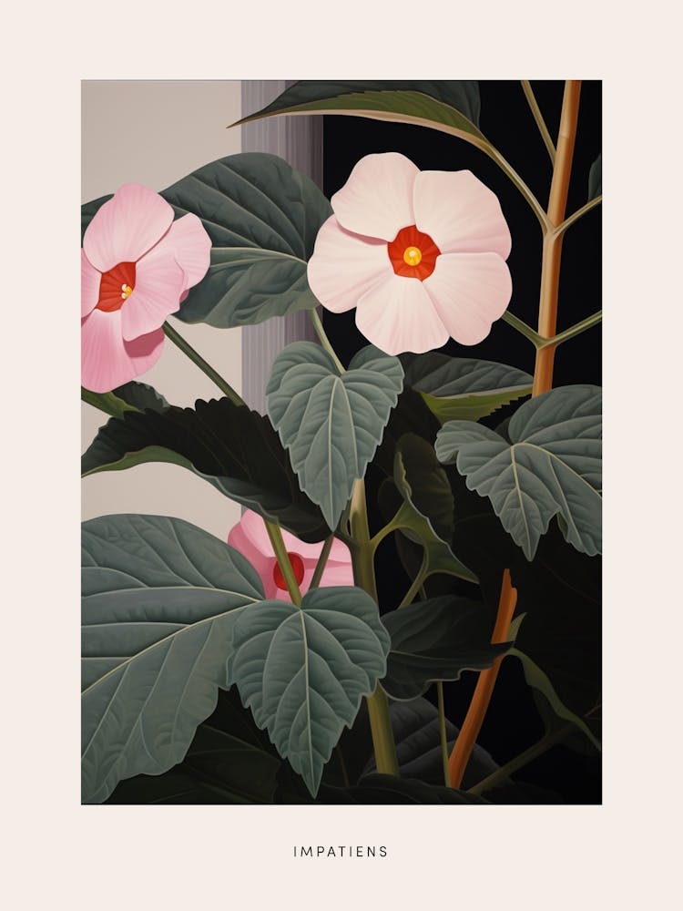 Flower Illustration Impatiens 1 Poster