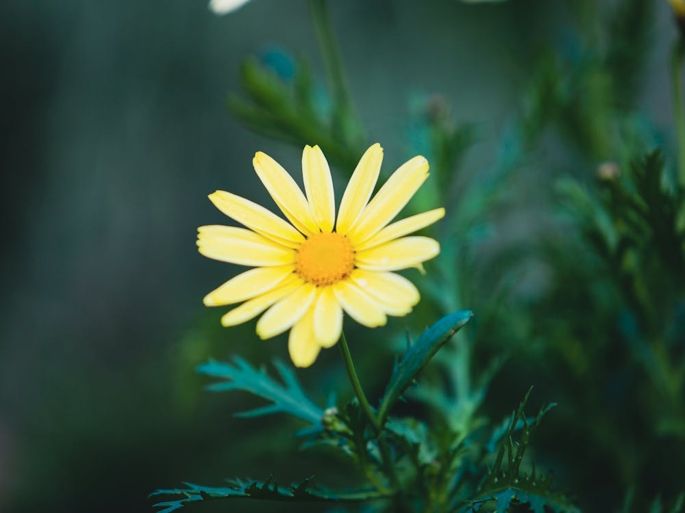 Yellow Daisy Flower