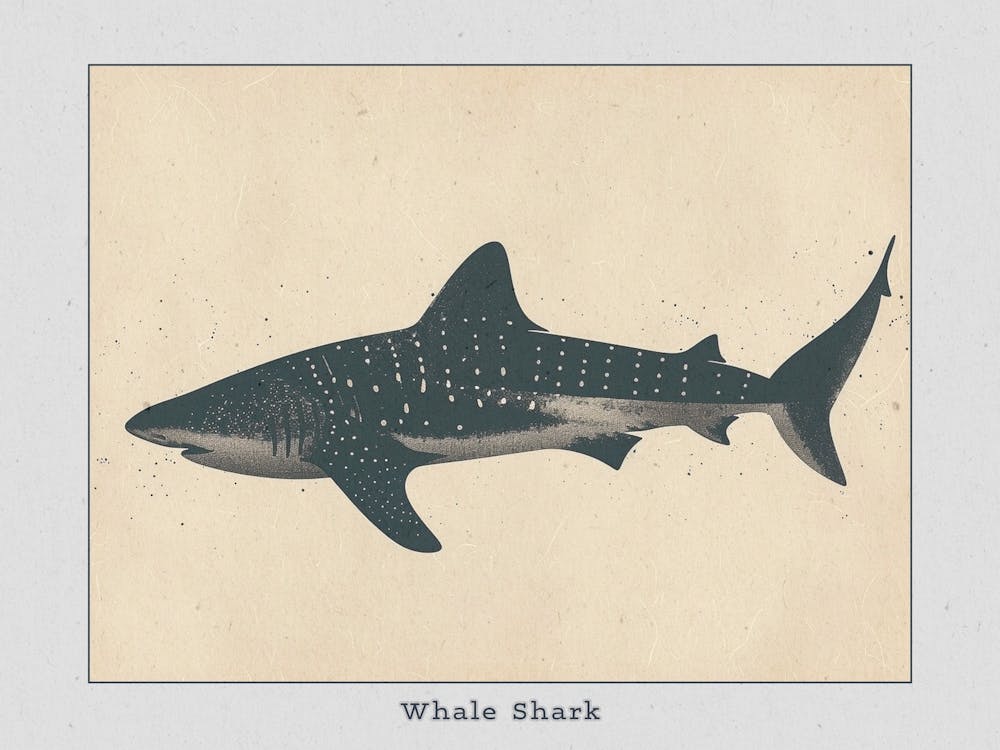 Whale Shark Grey Silhouette 6 Poster