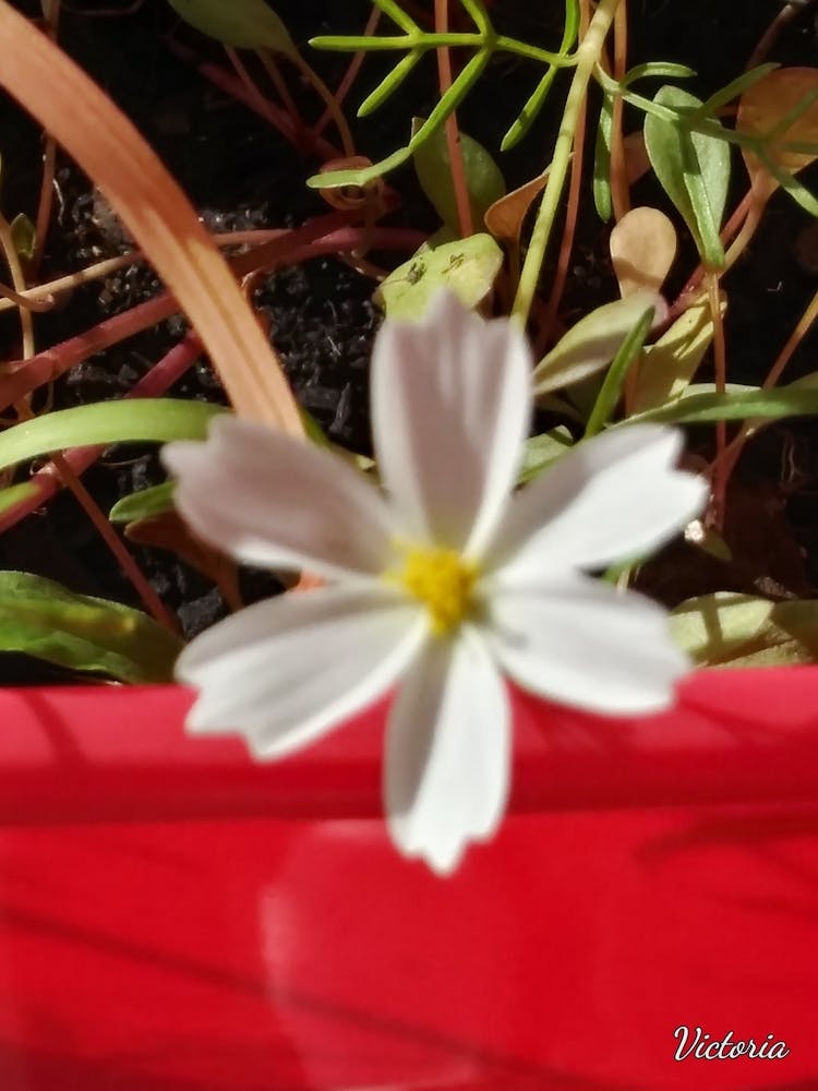 White Flower 4