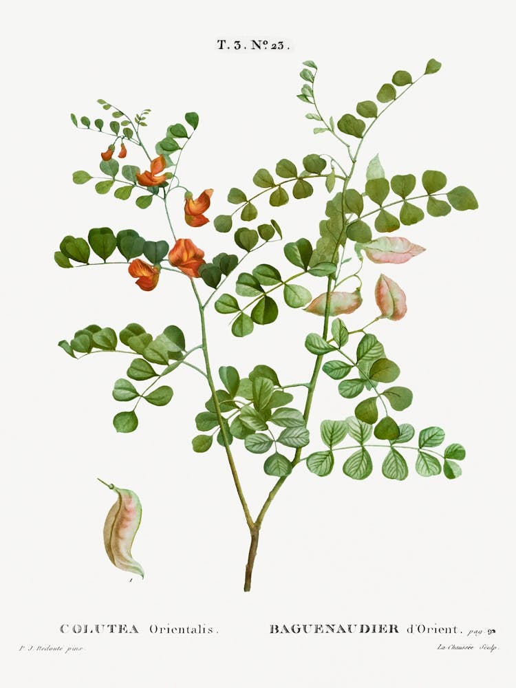 Blood Spotted Bladder Senna, Pierre Joseph Redoute