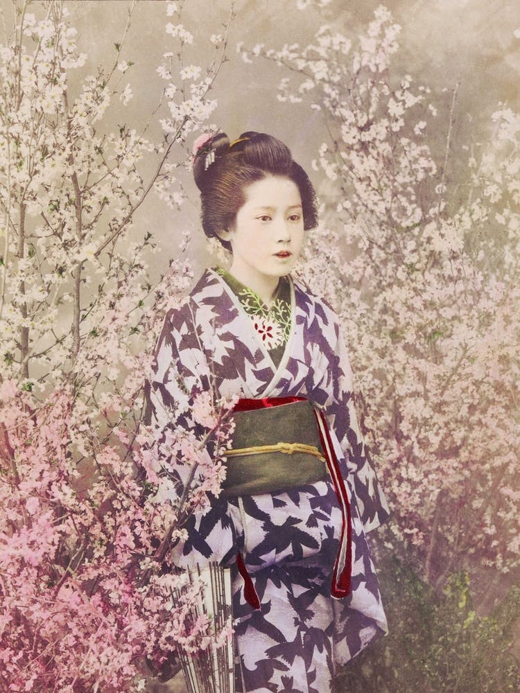 Eine Geisha Und Kirschblüte
