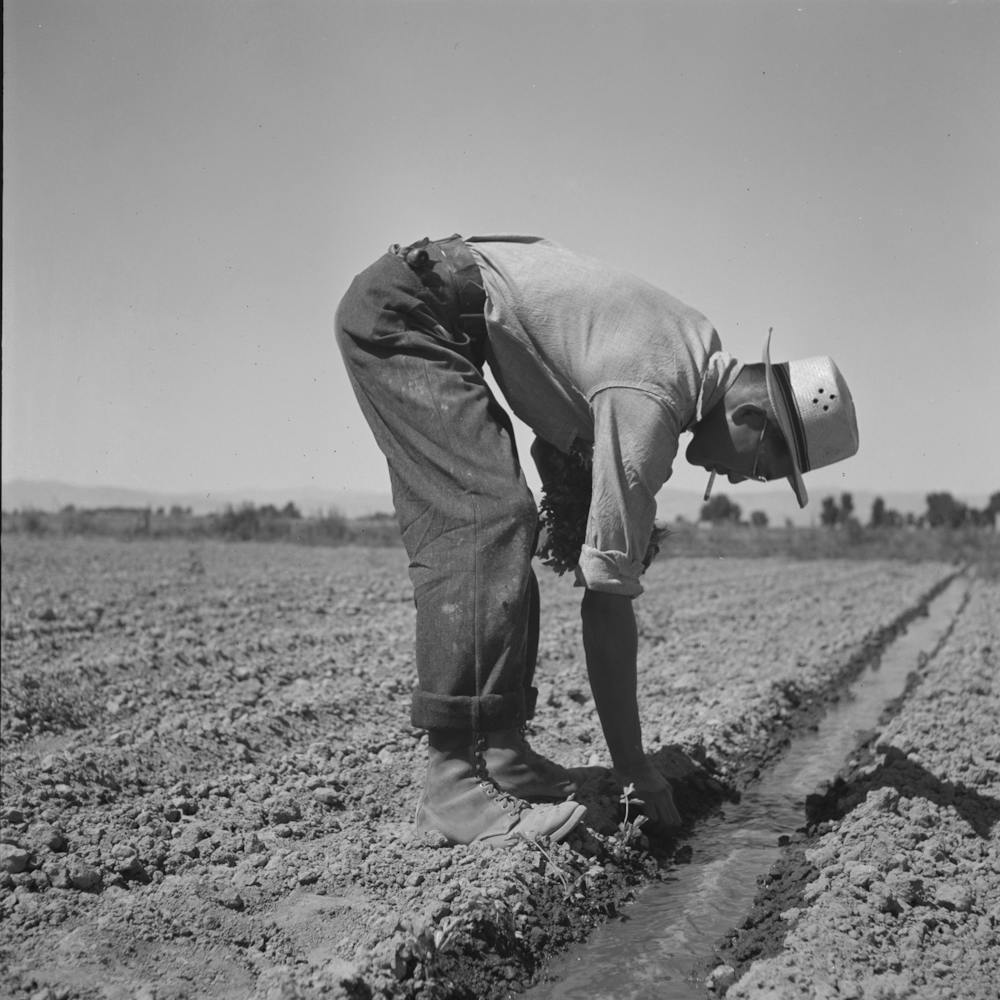 Malheur County, Oregon, Japanische Amerikaner beim Verpflanzen von Sellerie von Russell Lee