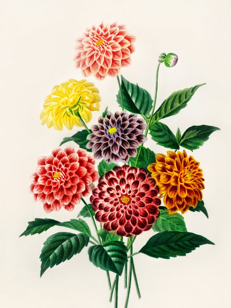 Dahlias 6
