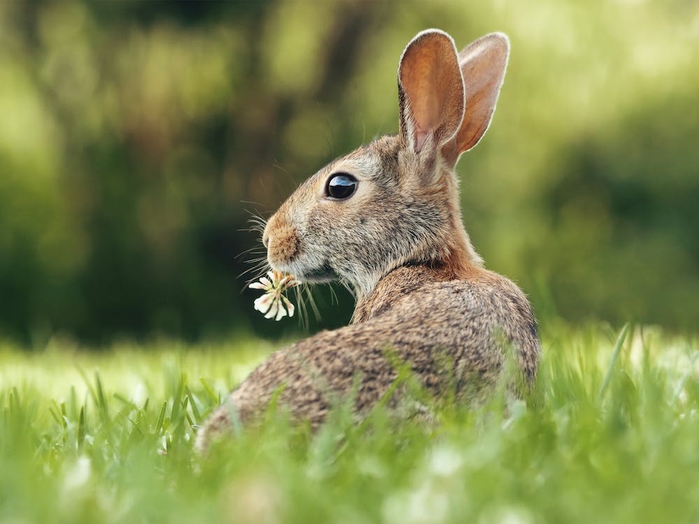 Rabbit Holding Flower
