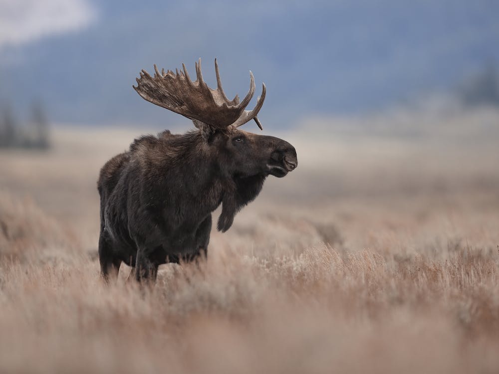 Western Moose Scenery