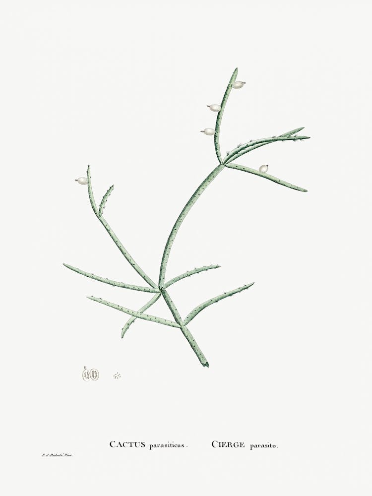 Cactus Parasiticus, Pierre Joseph Redoute