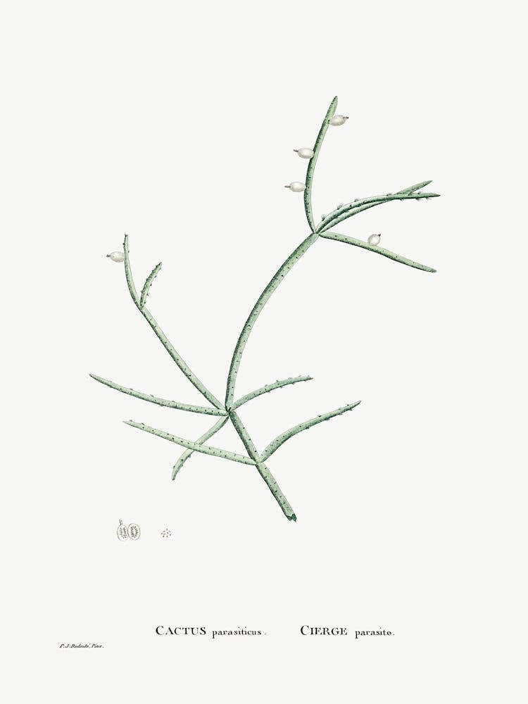 Cactus Parasiticus, Pierre Joseph Redoute