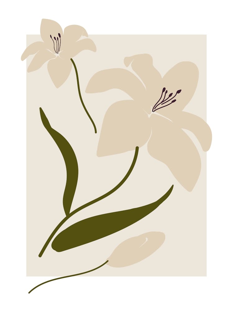 White Lily