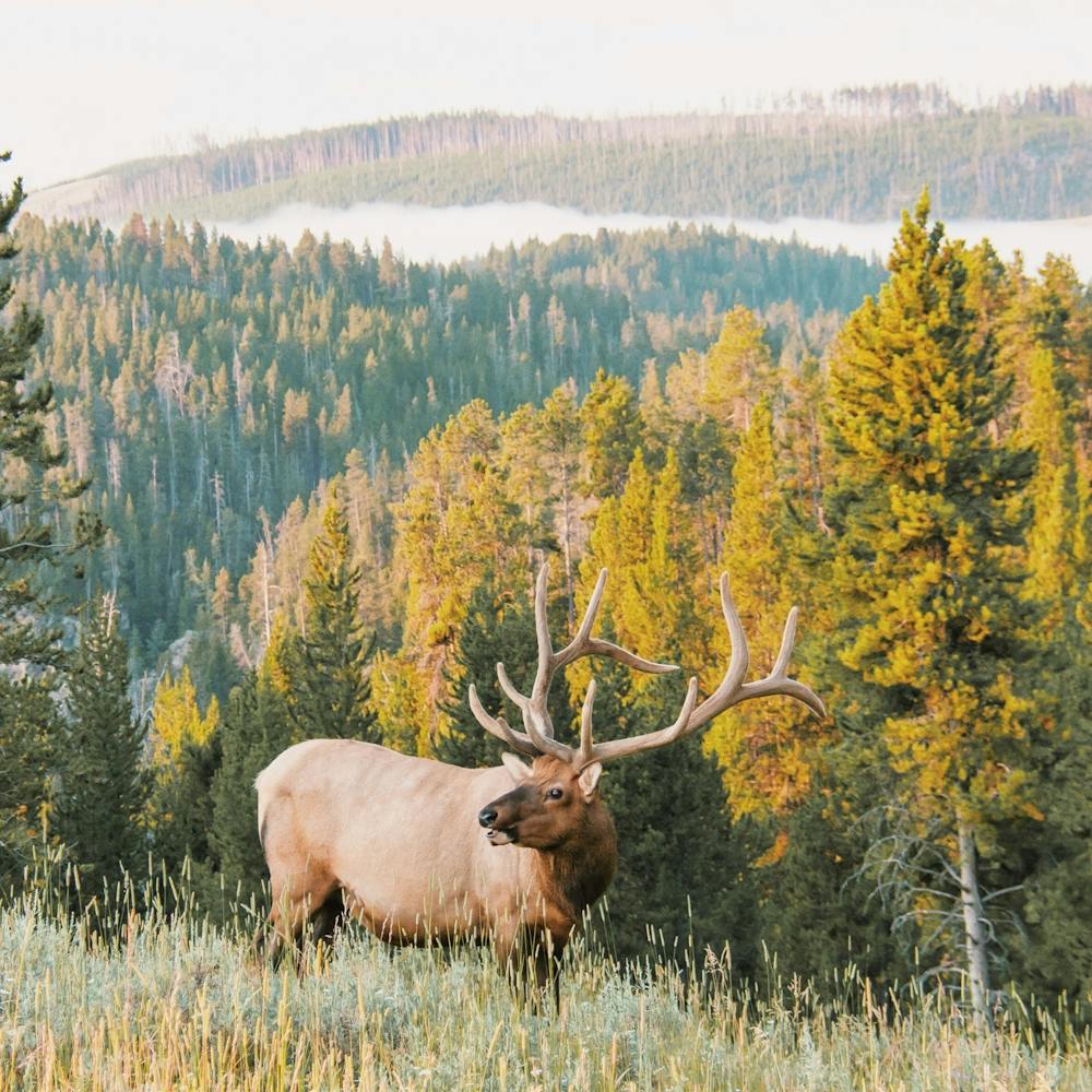 Wilderness Elk Scenery