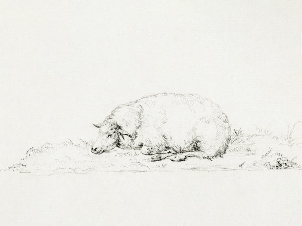 Lying Sheep, Jean Bernard