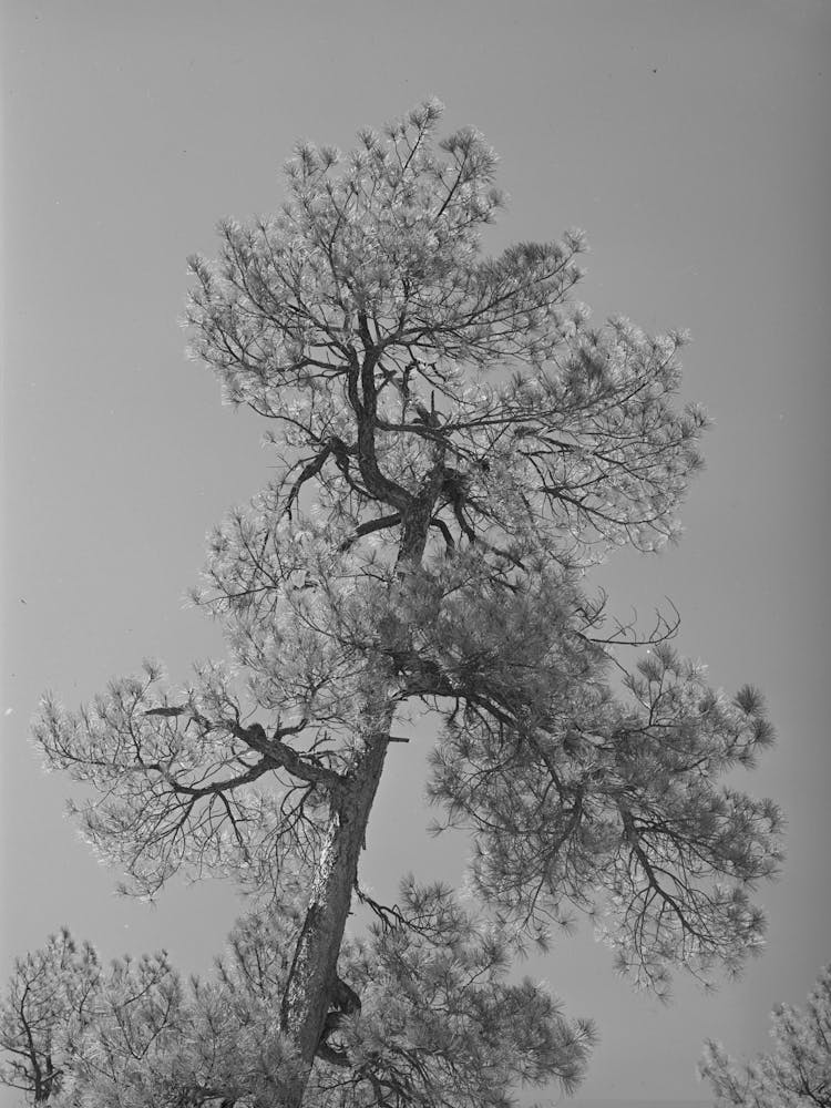 Top Of Yellow Pine Tree In Apache National Forest, Navajo County, Arizona By Russell Lee