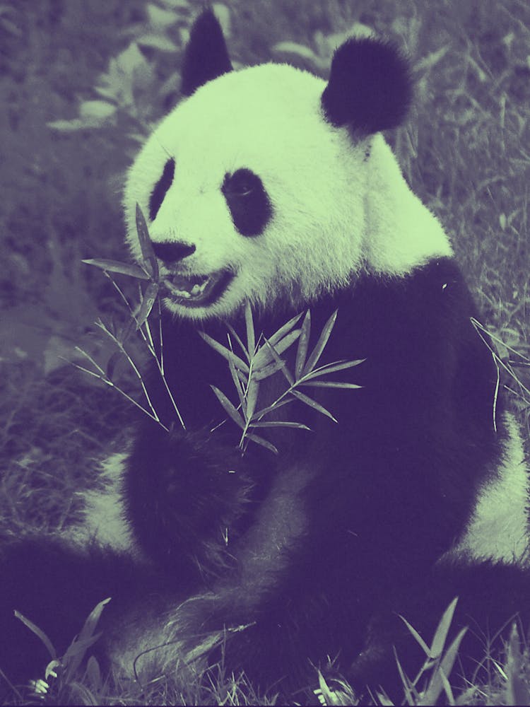 Panda Bear