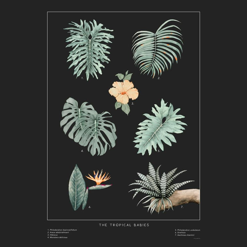 The Tropical Babies   Black 1 Square