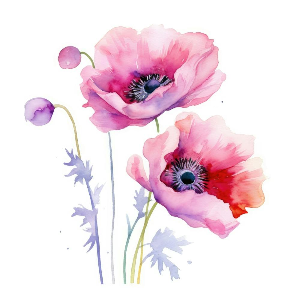 Watercolor Poppies 2