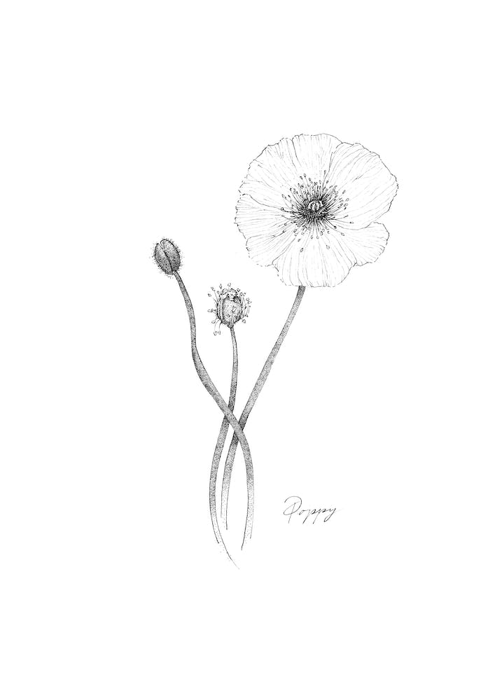 Poppy