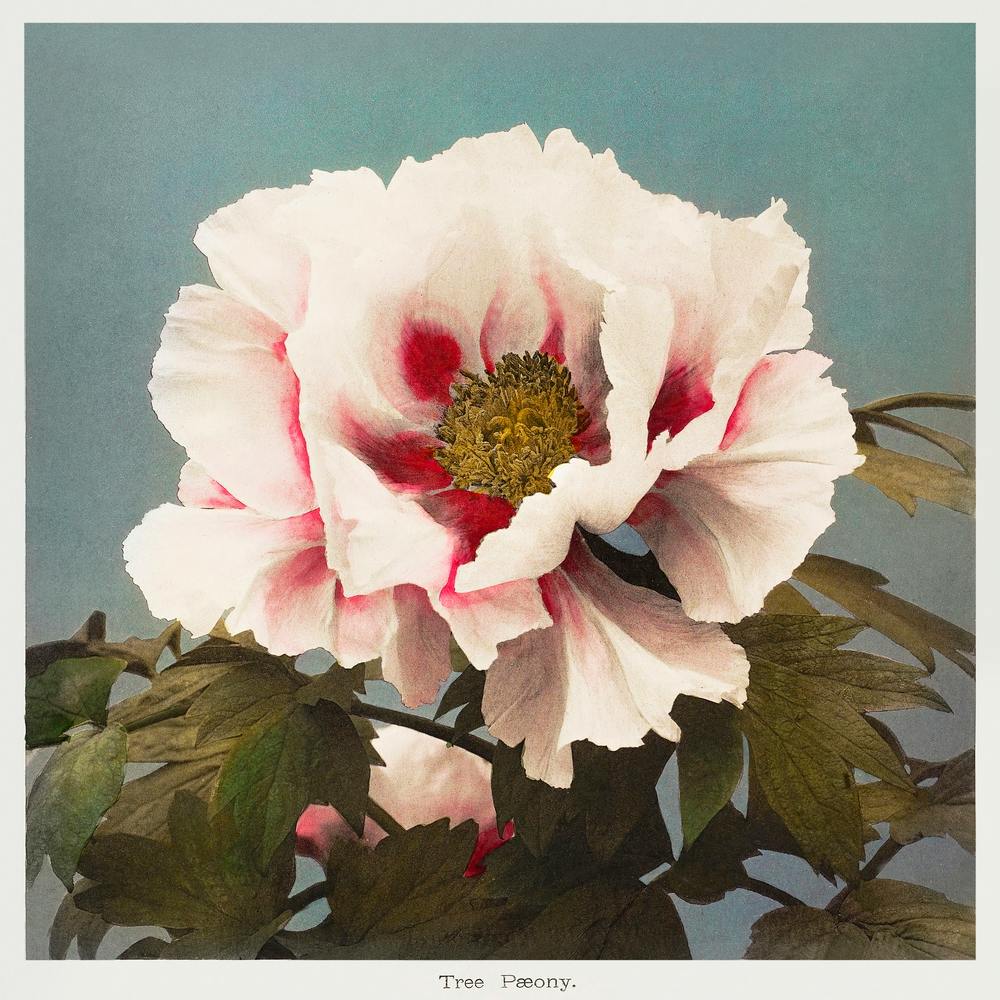 Tree Peony, Hand Colored Collotype From Some Japanese Flowers (1896), Ogawa Kazumasa