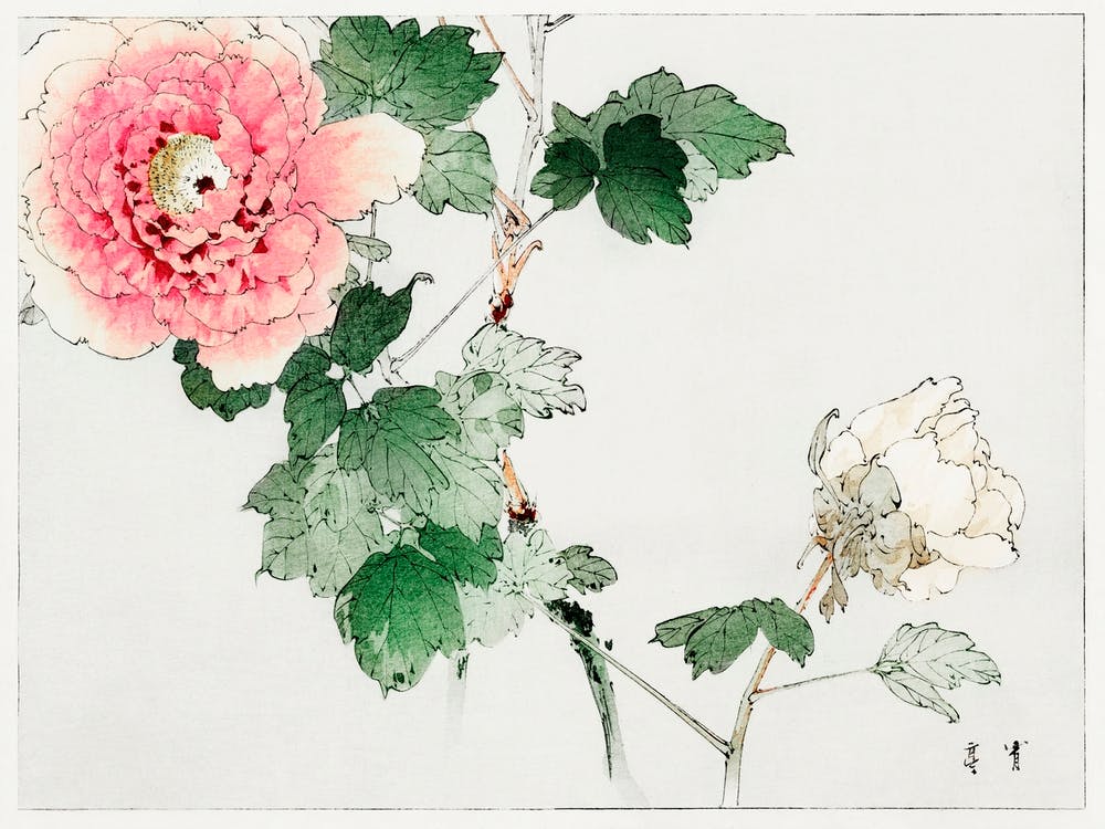 Tree Peony, Illustration From Bijutsu Sekai (1893 1896), Watanabe Seitei