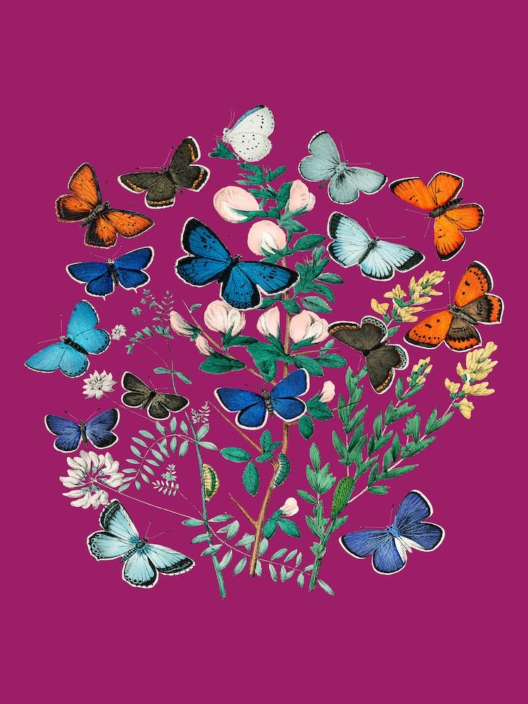 Vintage Flowers Butterfly Floral Pink Illustration