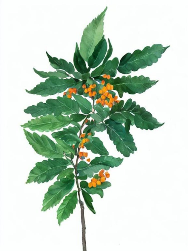 Sensitive Plant (Mimosa Pudica) Watercolor