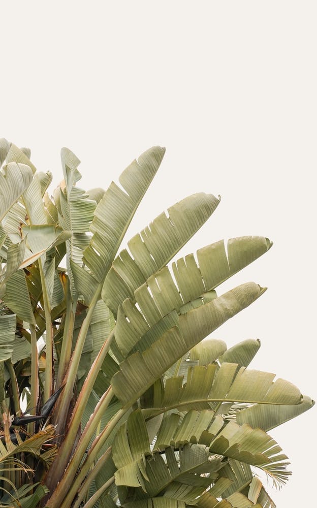 Tropical Green Leaves