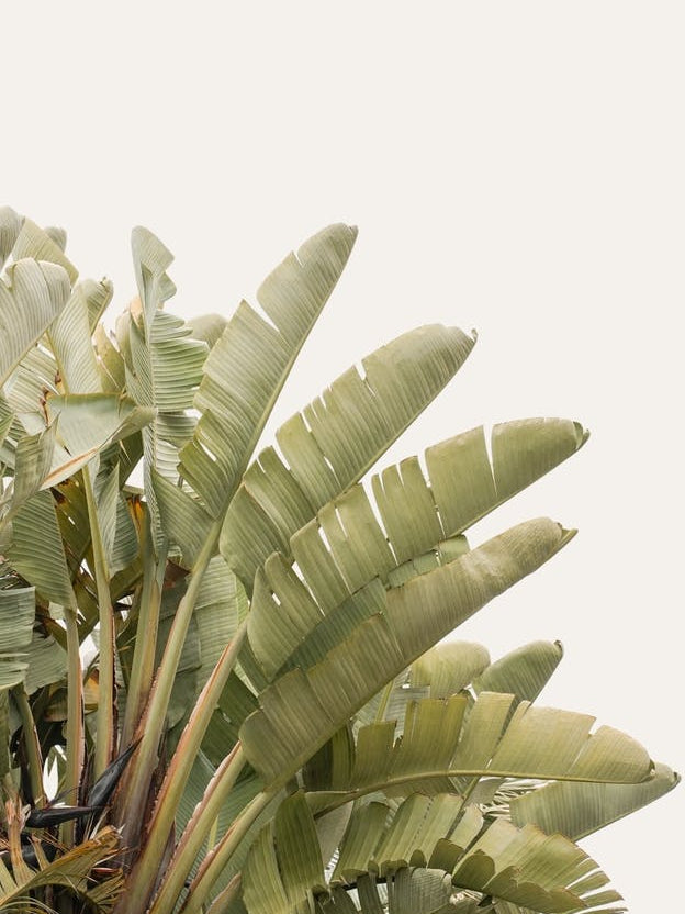 Tropical Green Leaves