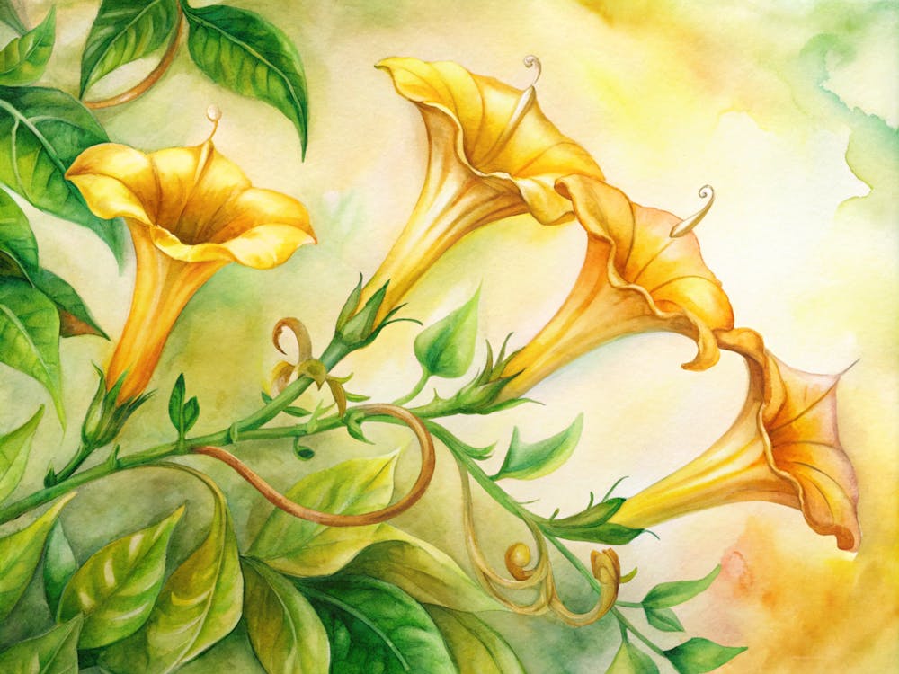 9 Golden Trumpet Flowers On Vibrant Vines