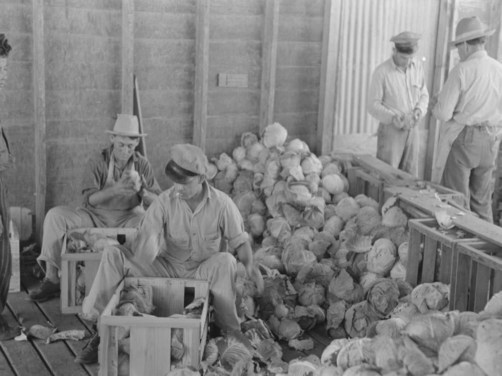 Packing Cabbages Into Crates, Alamo, Texas By Russell Lee