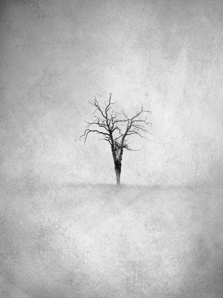 Lone Tree 1